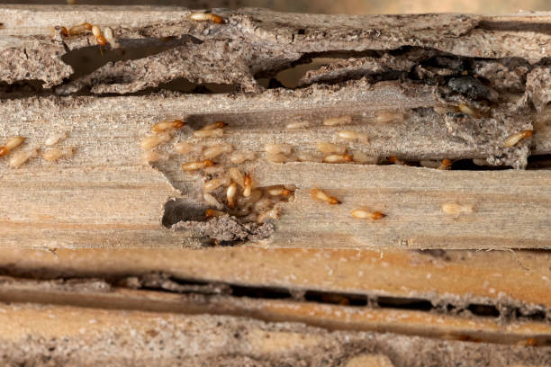 Pest Control Cost in Fulton, MS